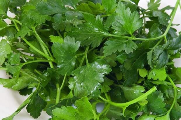Parsley1_thumb[1] (530x353, 76Kb)