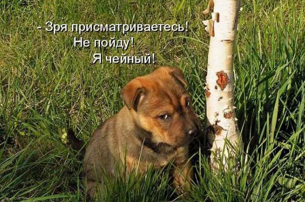 Мысли вслух :)