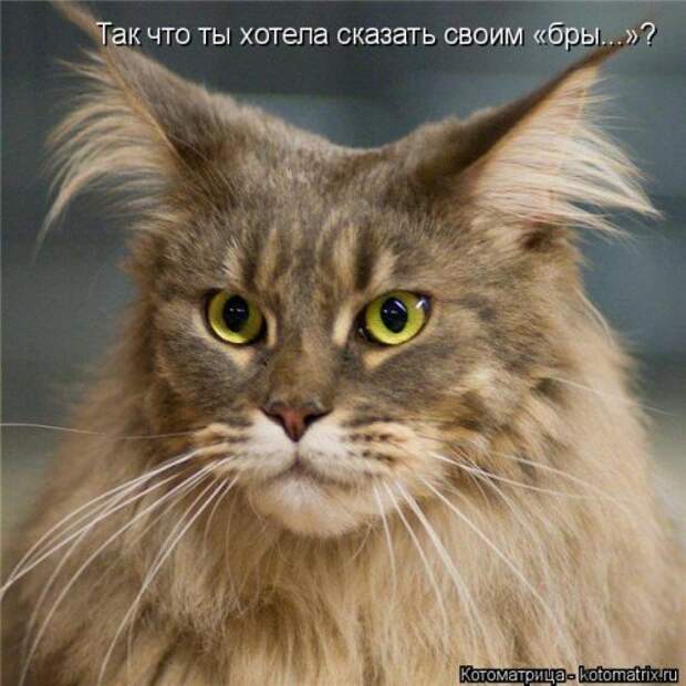 Лучшая котоматрица за неделю (32 фото)