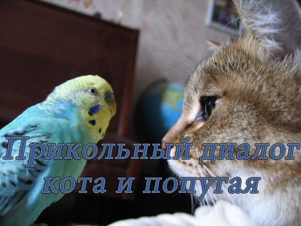 Разговор пернатого с котом, такого прикола вы еще не видели
