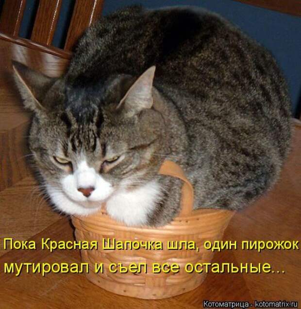 Котоматрицы(картинки с надписями)