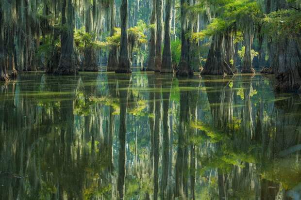 Фантастические кипарисы озера Каддо (Caddo lake), США