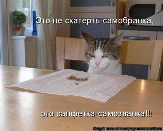 Лучшая котоматрица за неделю (31 шт)