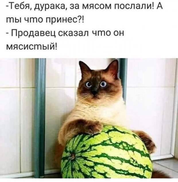 Картинки с котами и про котов