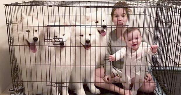 This Woman Shows What It’s Like To Raise 2 Toddlers And 4 Samoyeds And It’s Perfect