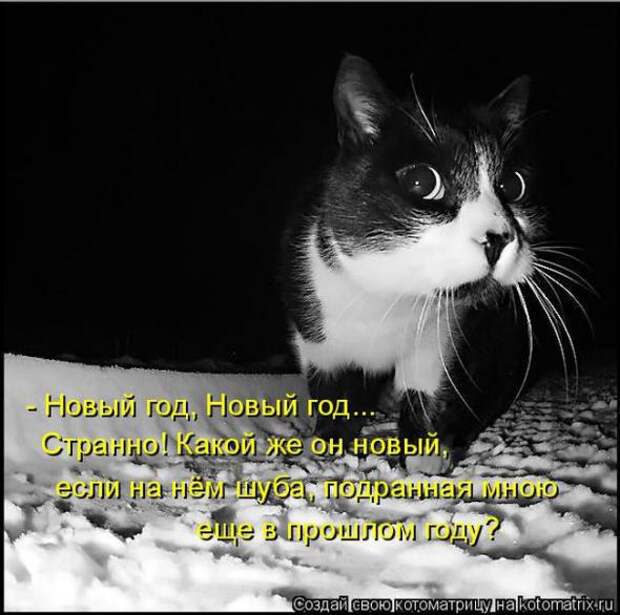 Котоматрицы (картинки с надписями)