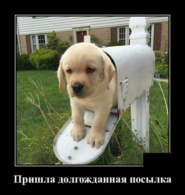 Демотиваторы