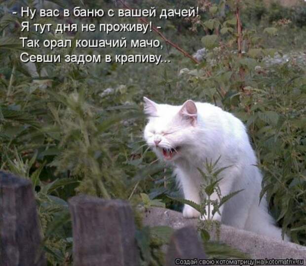 Котоматрицы(картинки с надписями)