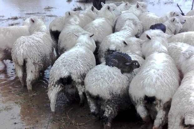 В Новой Зеландии кролики спаслись от наводнения на спинах овец