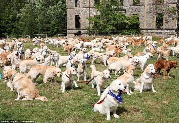 Сотни золотистых ретриверов отпраздновали 150-летие своей породы в Шотландии Сотни золотистых ретриверов отпраздновали 150-летие своей породы в Шотландии в мире, животные, золотистый ретривер, порода собак, породистые, праздник, собаки, фото