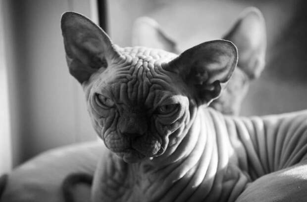 25 фотографий суровых сфинксов, которые похожи на демонических тварей животные, кошки, сфинксы