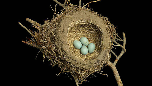 Шедевры природной архитектуры — птичьи гнезда