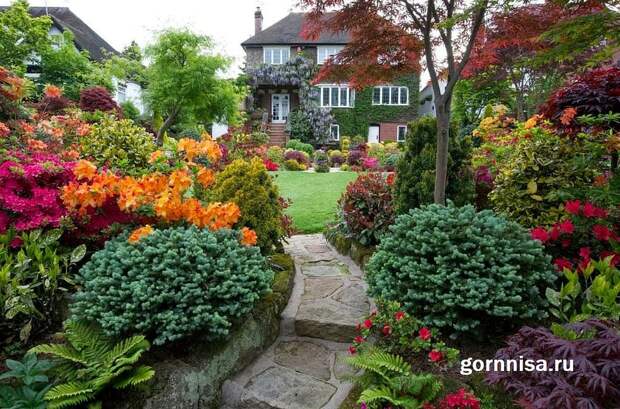 Пять высоких многолетников, которые цветут всё лето