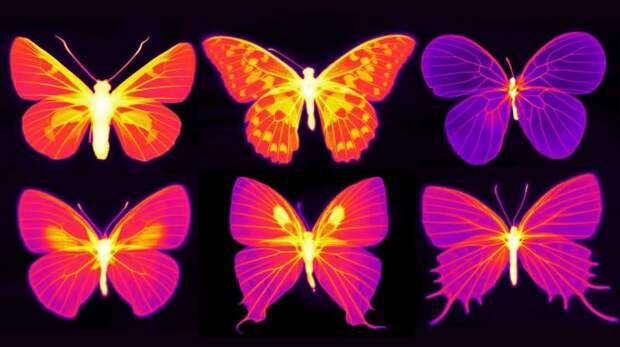 Ученые выяснили, как бабочки спасают свои крылья от перегрева