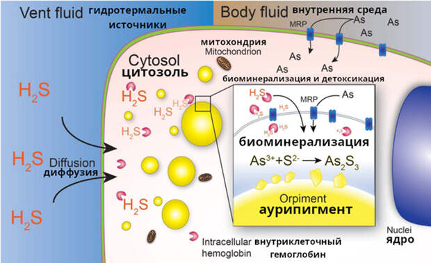 Рис. 5. Схема детоксикации мышьяка и сероводорода