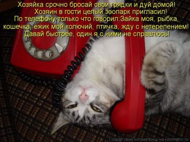 Лучшие котоматрицы недели (50 фото)