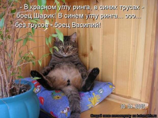 Котоматрицы (картинки с надписями)