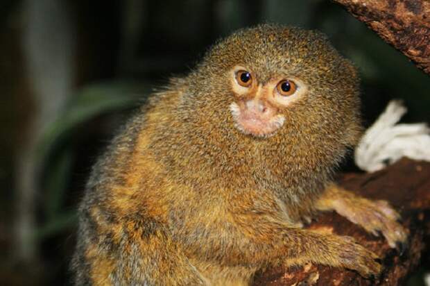 Карликовая мартышка Cebuella pygmaea