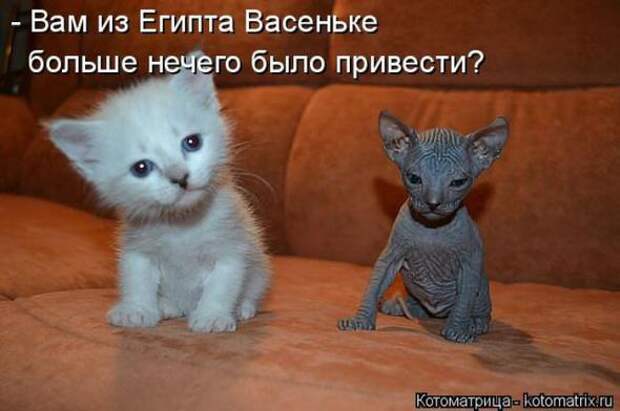 Котоматрицы(картинки с надписями)