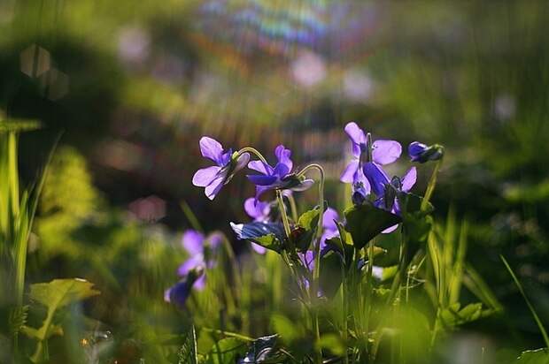 3303834_spring_time_18 (700x465, 229Kb)