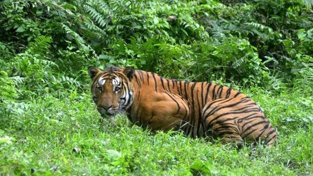 Тигр проник в индийскую деревню и вызвал панику у местных жителей
