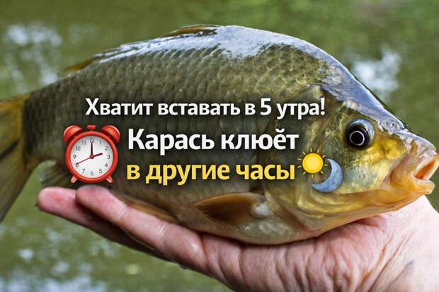 Когда клюёт карась на фидер: разбираем лучшее время суток и сезоны