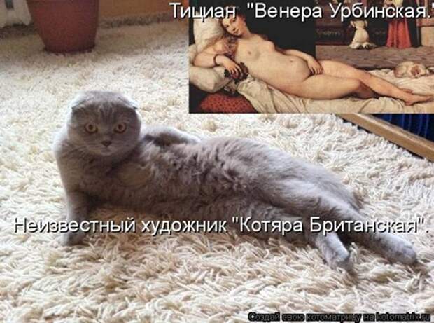 Котяра Британская