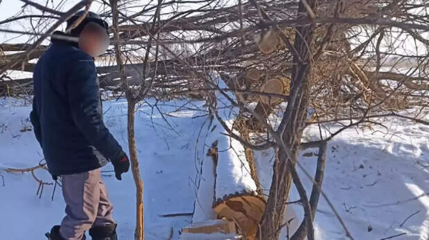 Мужчина вырубил целую лесополосу в Жетысуской области