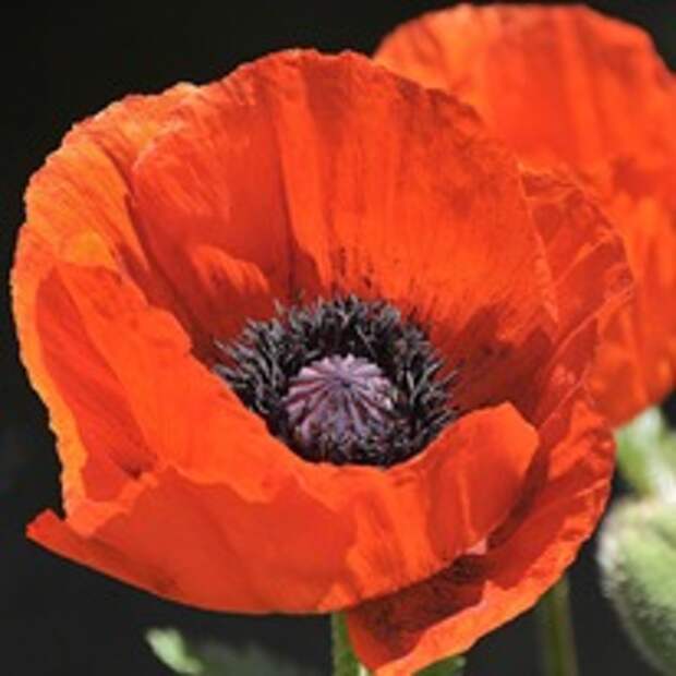 Мак восточный