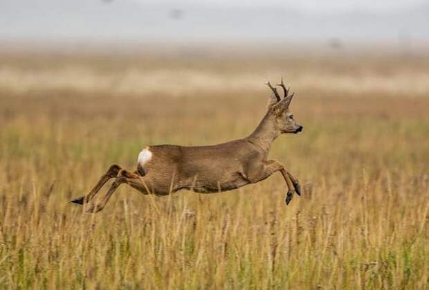 Европейская косуля в прыжке (Capreolus capreolus)