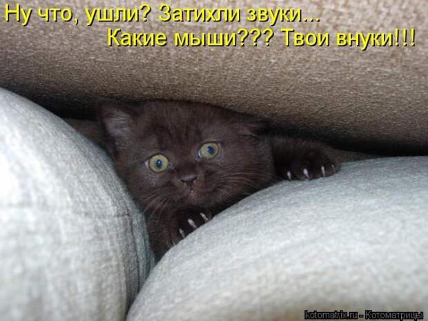 Лучшие котоматрицы недели (50 фото)