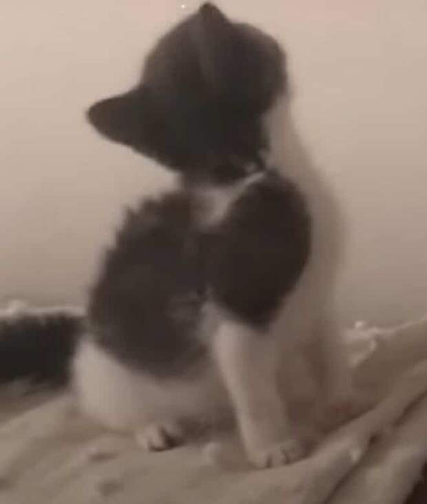 Котенок поднял голову Котенок играет