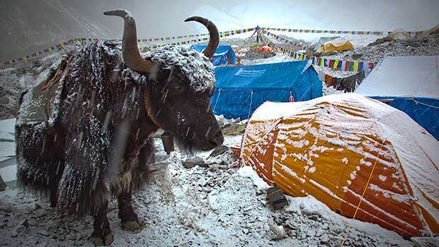 Властители нашей планеты