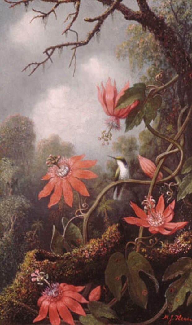 File:Heade Martin Johnson Hummingbird And Passionflowers.jpg