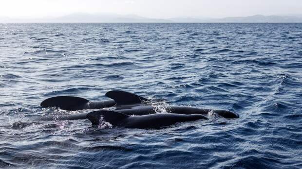 Из-за трудных родов самки на берег в Шотландии выбросились 55 китов