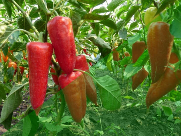 Кусты болгарского перца