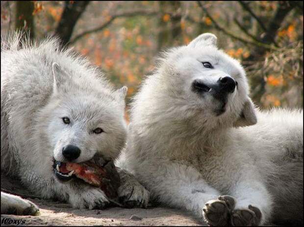 Животные, которые не были готовы к фотосессии позитив, юмор, фото, животные