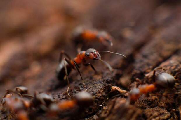 Какую скорость развивают самые быстрые муравьи в мире?