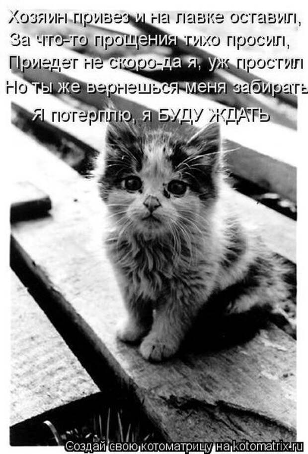 Котоматрицы(картинки с надписями)
