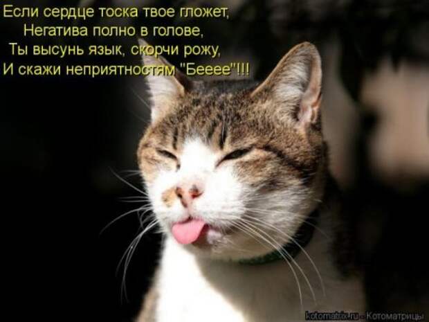 Лучшие котоматрицы недели (28 шт)