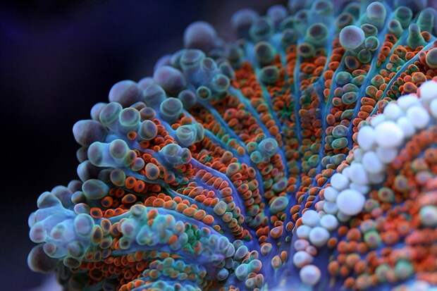 macroshots02 macroshots02 Удивительная макросъемка кораллов