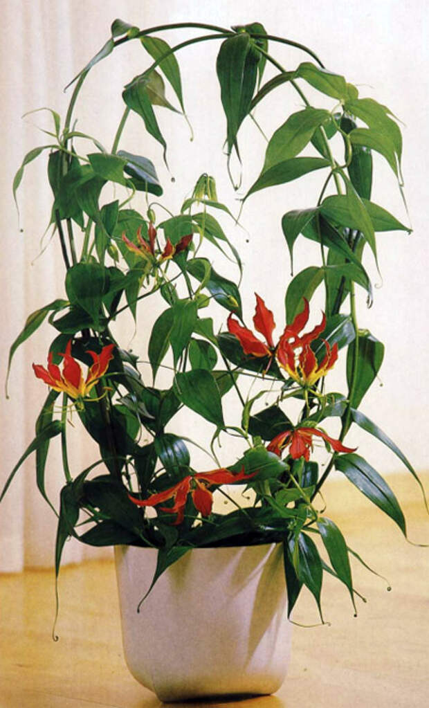 фото Глориоза | Gloriosa