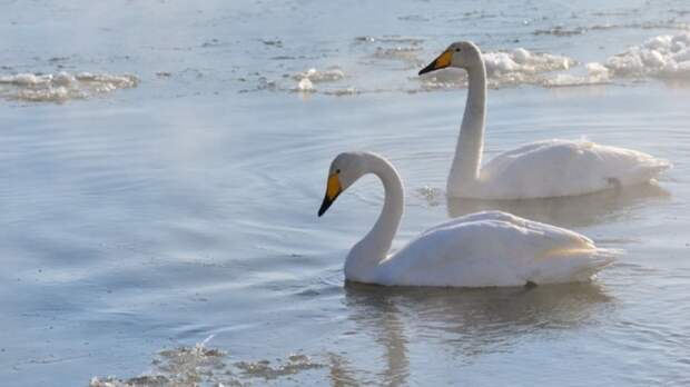 Лебеди в Алтайском крае / Фото: amic.ru 