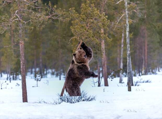 медведь чешет спину о дерево