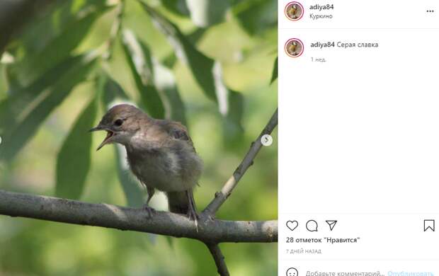 Фото дня: в Куркино прилетела птичка из Африки