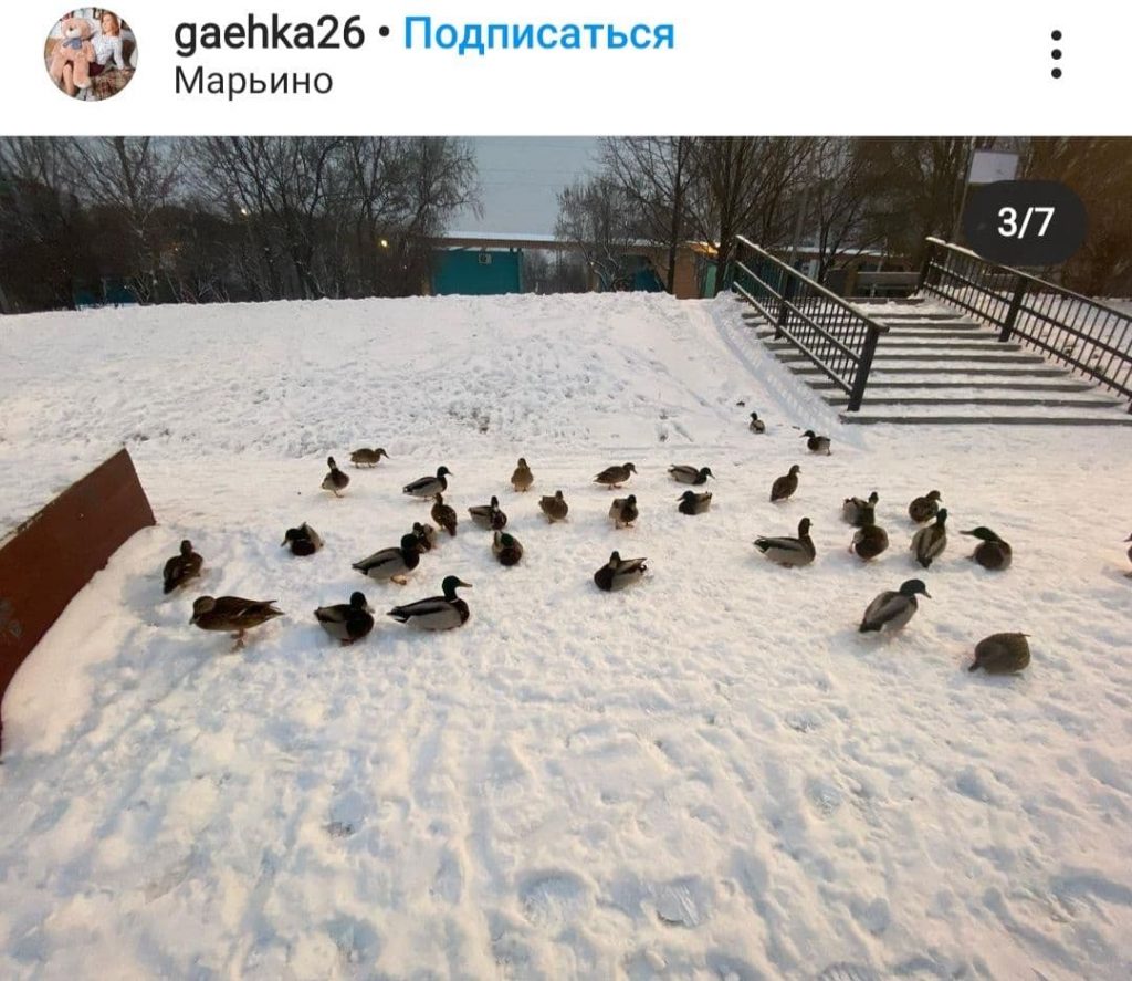 Фото дня: в Марьине утки вышли на охоту