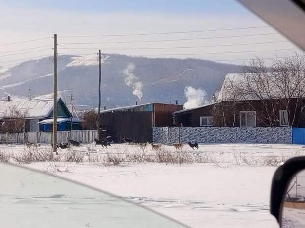 Огромные стаи бездомных собак атакуют забайкальское село