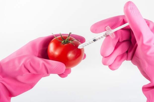 Что такое ГМО?