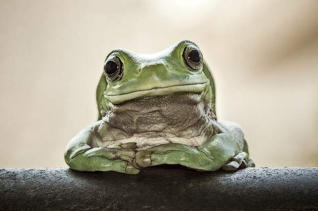 Оригинальные лягушки Frogs02 Оригинальные лягушки