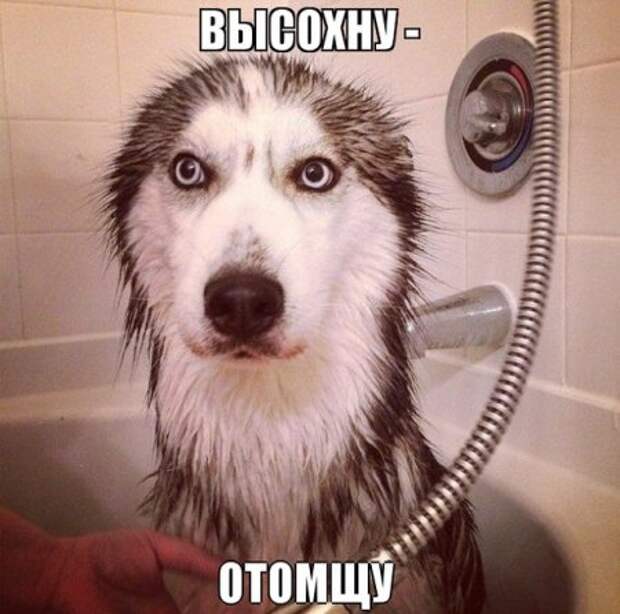 Мемы и прочие приколы)